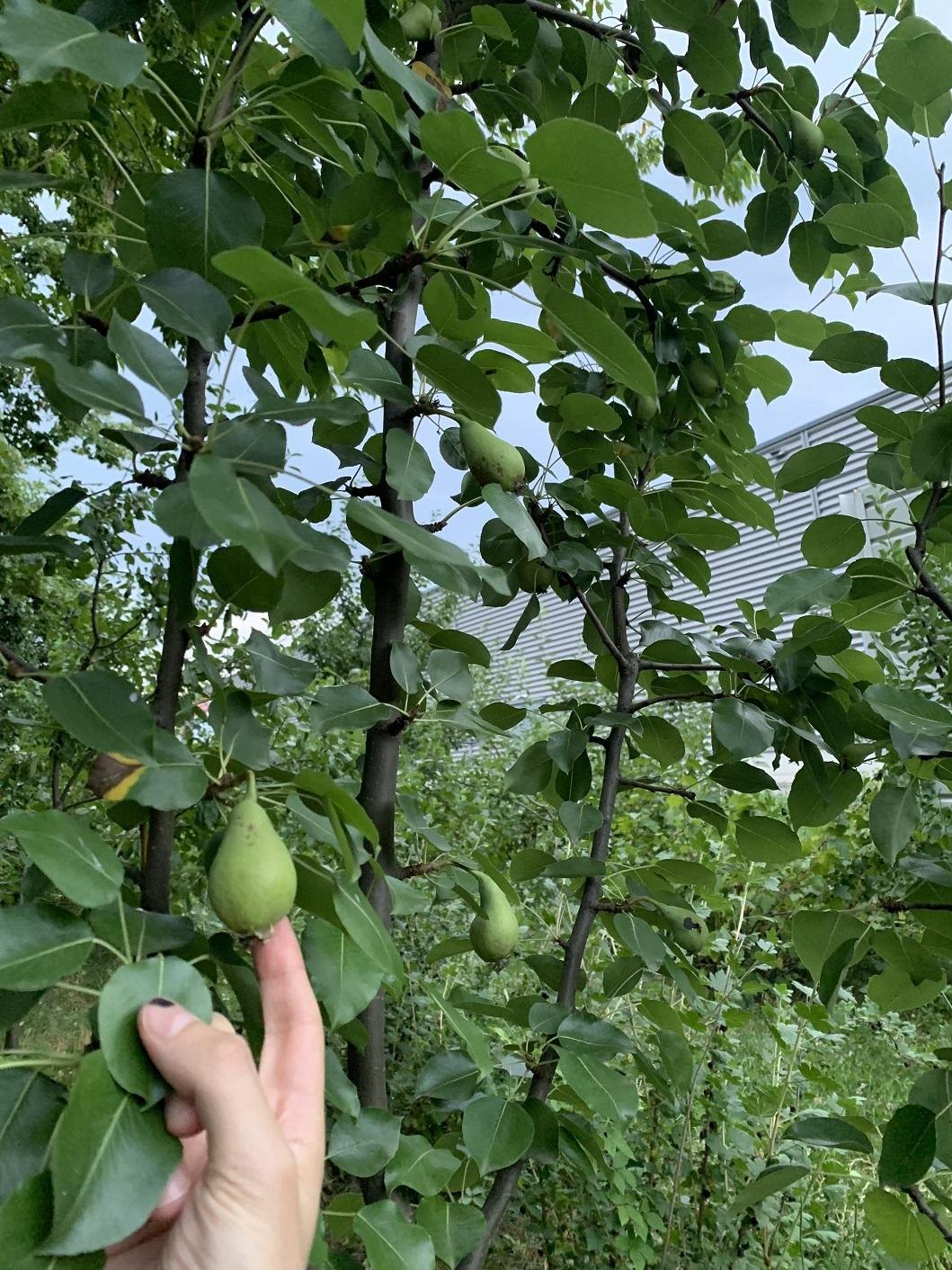 Grădinile urbane ca locuri de întâlnire în Göteborg, Budapesta și București (2019-2024) / Urban Gardens as Meeting Places in Göteborg, Budapest and Bucharest (2019-2024)